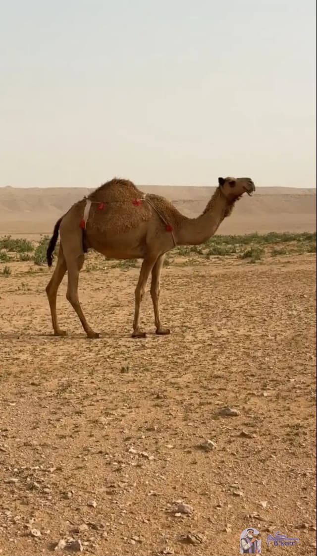 خلفه شعلا